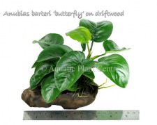 Anubias barteri butterfly on driftwood